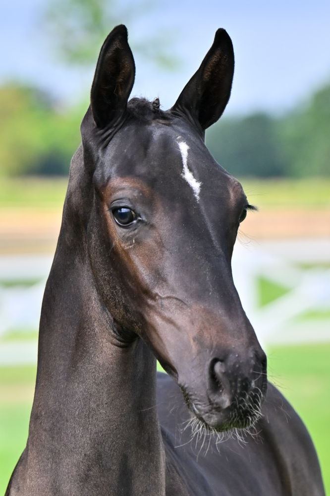 Jax vd Holsteinerhoeve Z